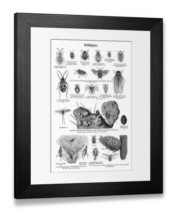 Framed Print : Wallchart with hemiptera or true bugs