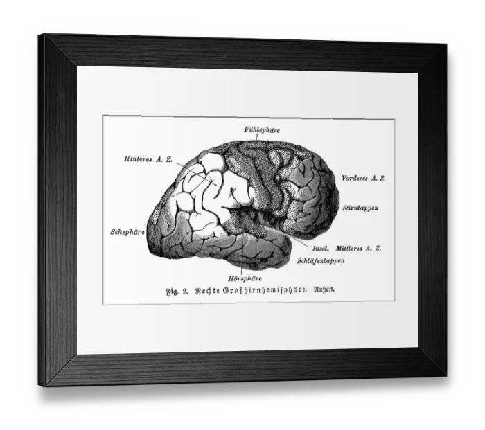 Framed Print : Right cerebral hemisphere, exterior Framed Print : Right cerebral hemisphere, exterior