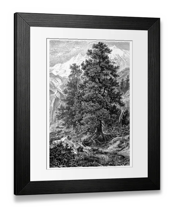 Framed Print : Display chart I, Swiss Pine or Arolla Pine (Pinus Cembra L) Framed Print : Display chart I, Swiss Pine or Arolla Pine (Pinus Cembra L)
