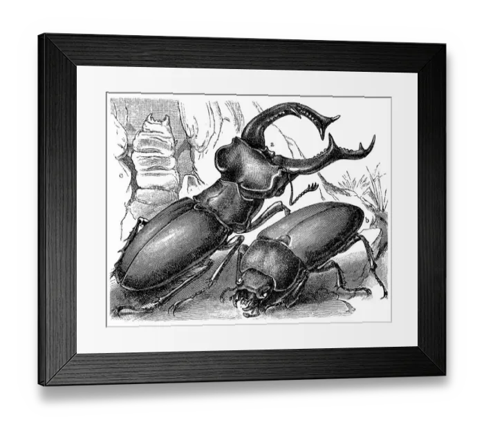 Framed Print : Stag Beetle (Lucanus cervus), a male Framed Print : Stag Beetle (Lucanus cervus), a male