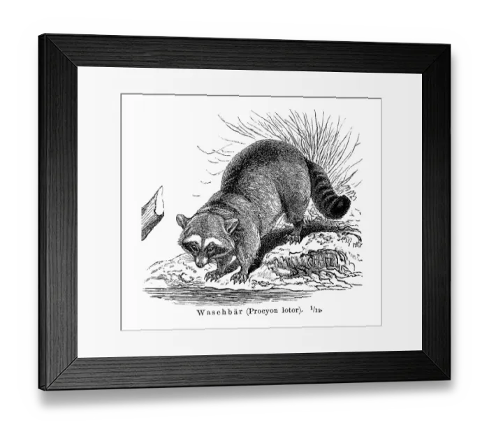 Framed Print : Raccoon (Procyon lotor), illustration from Meyers Encyclopedia