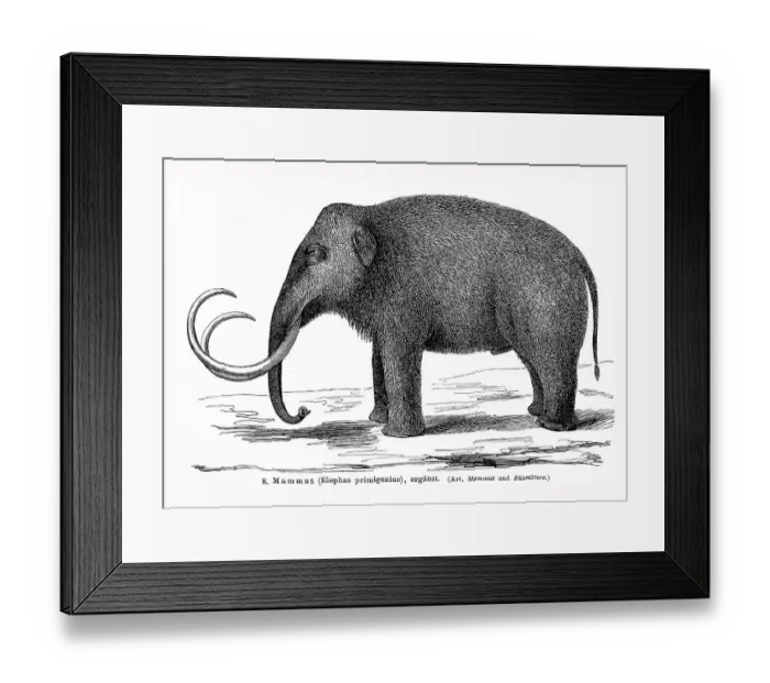 Framed Print : Illustration of a Mammoth (Elephas primigenius) Framed Print : Illustration of a Mammoth (Elephas primigenius)