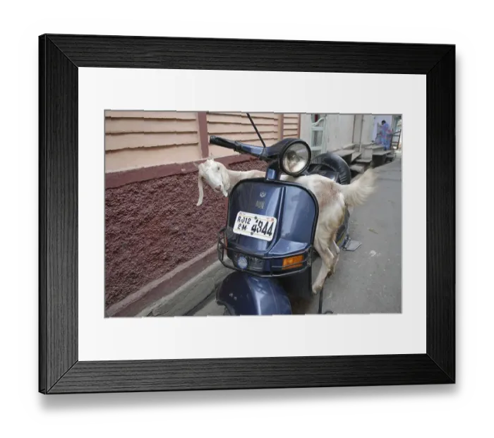 Framed Print : Goat on a scooter, Dungarpur, Rajasthan