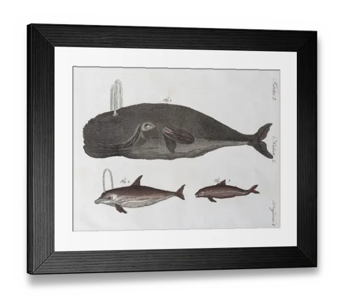 Framed Print : Whale and Dolphins, Hand Coloured Copper Engraving from Friedrich Justin Bertuch Picture Book for Children