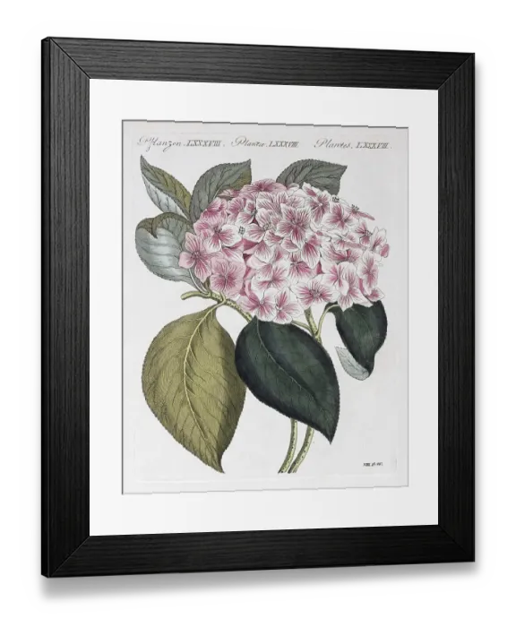 Framed Print : Hortensie (Hydrangea hortensis) Framed Print : Hortensie (Hydrangea hortensis)