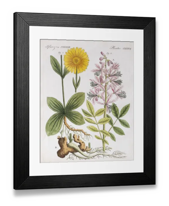 Framed Print : Mountain arnica (Arnica montana)