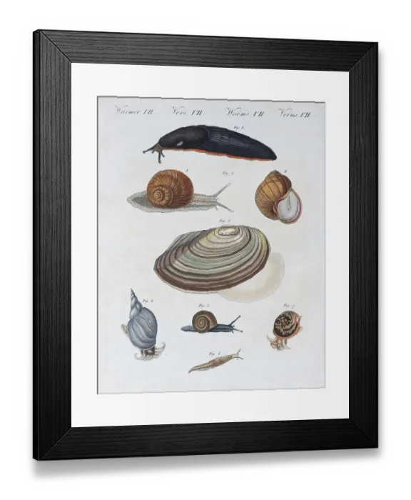 Framed Print : Various snails, hand-coloured copper engraving from Friedrich Justin Bertuch picture book for children