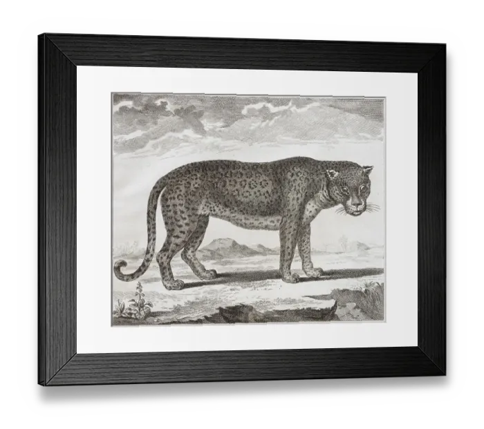 Framed Print : Black panther (Panthera) Framed Print : Black panther (Panthera)