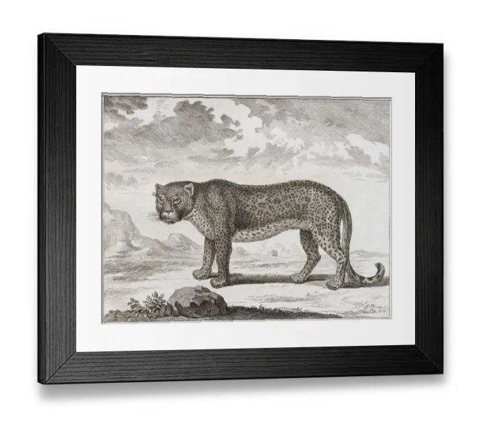 Framed Print : Leopard (Panthera pardus)