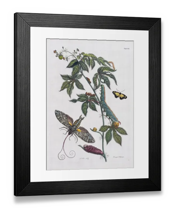 Framed Print : Owlet moth (Noctuidae), Transformation Framed Print : Owlet moth (Noctuidae), Transformation