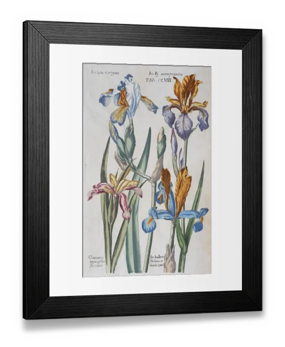 Framed Print : Plate with various irises (Iris)