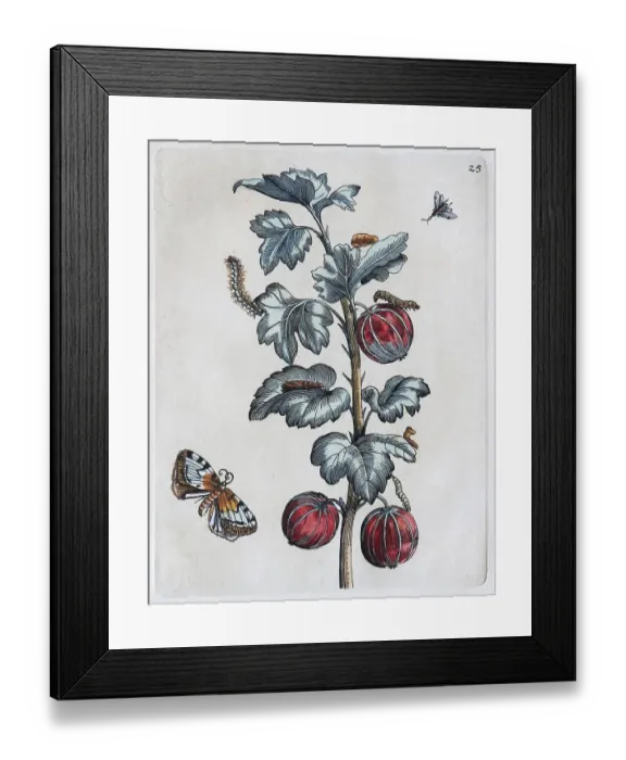 Framed Print : Gooseberries, caterpillars, butterfly Framed Print : Gooseberries, caterpillars, butterfly