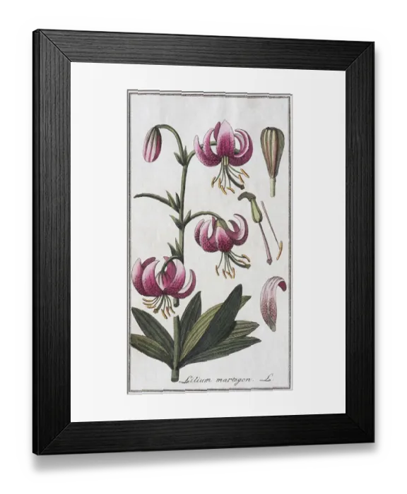 Framed Print : Martagon lily (Lilium martagon)