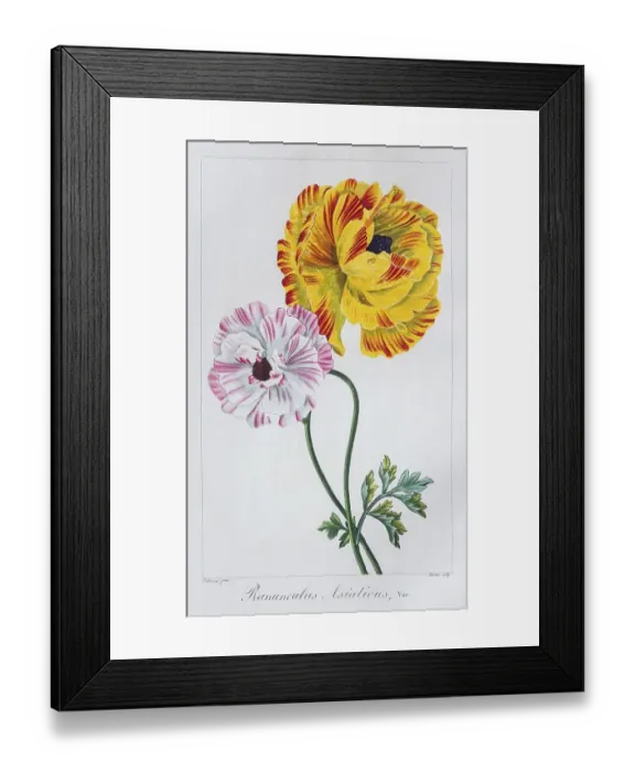 Framed Print : Persian Buttercup (Ranunculus asiaticus) Framed Print : Persian Buttercup (Ranunculus asiaticus)