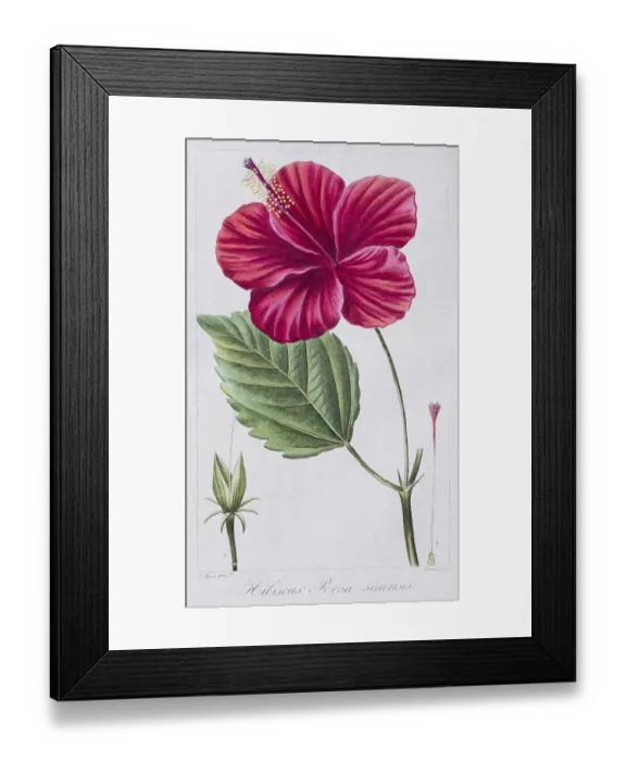 Framed Print : Red Hibiscusbloom (Hibiscus), hand-coloured copper engraving by Pancrace Bessa Framed Print : Red Hibiscusbloom (Hibiscus), hand-coloured copper engraving by Pancrace Bessa