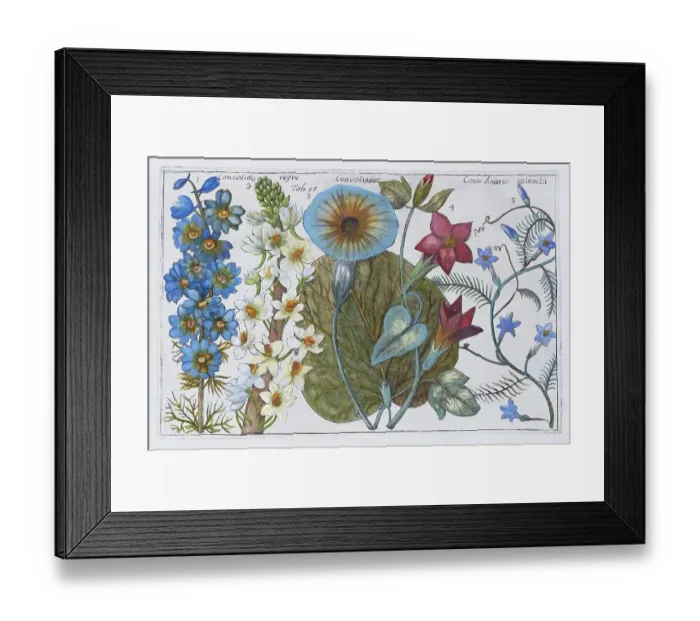 Framed Print : Winds (Convolvulus) and Larkspurs (Consolida) Framed Print : Winds (Convolvulus) and Larkspurs (Consolida)