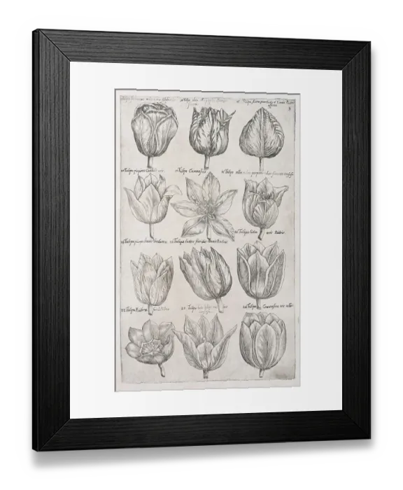 Framed Print : Tulips (Tulipa), copperplate engraving by Emanuel Sweerts Framed Print : Tulips (Tulipa), copperplate engraving by Emanuel Sweerts