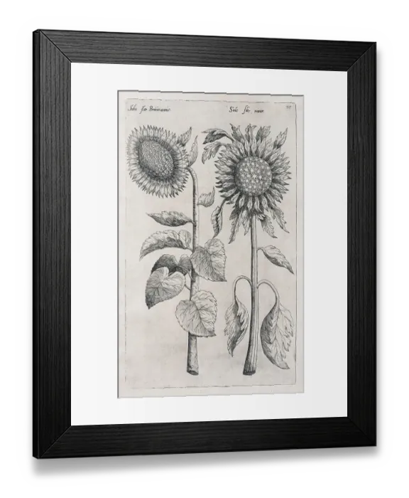 Framed Print : Sunflowers (Helianthus annuus) Framed Print : Sunflowers (Helianthus annuus)