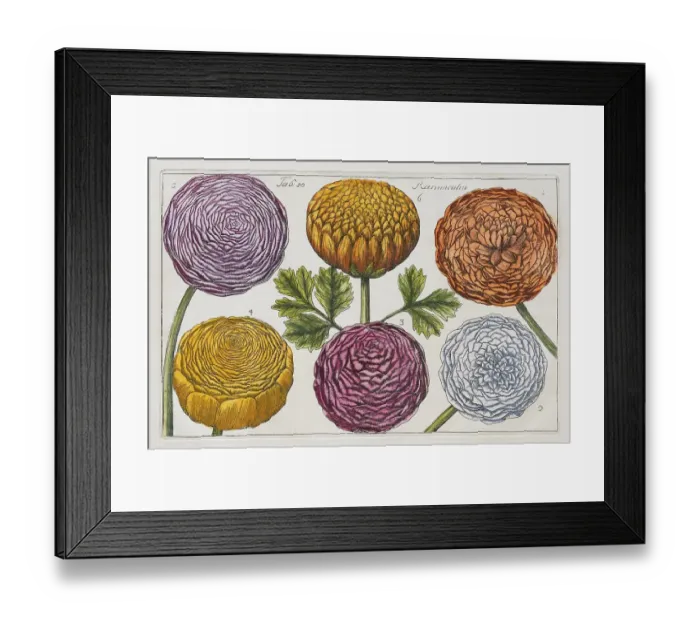 Framed Print : Ranunculus (Ranunculus), hand-coloured copper engraving after Mario Cammerari by Professor Filippo Arena from La Natura