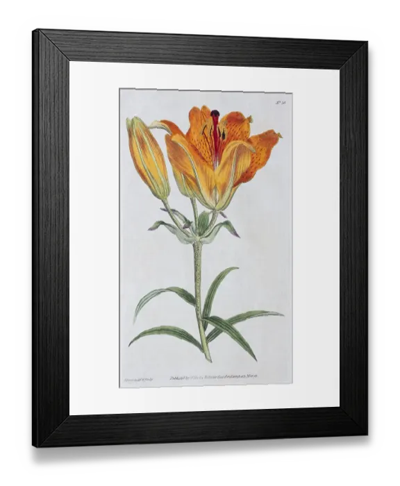 Framed Print : Fire lily (Lilium bulbiferum), copper engraving by William Curtis