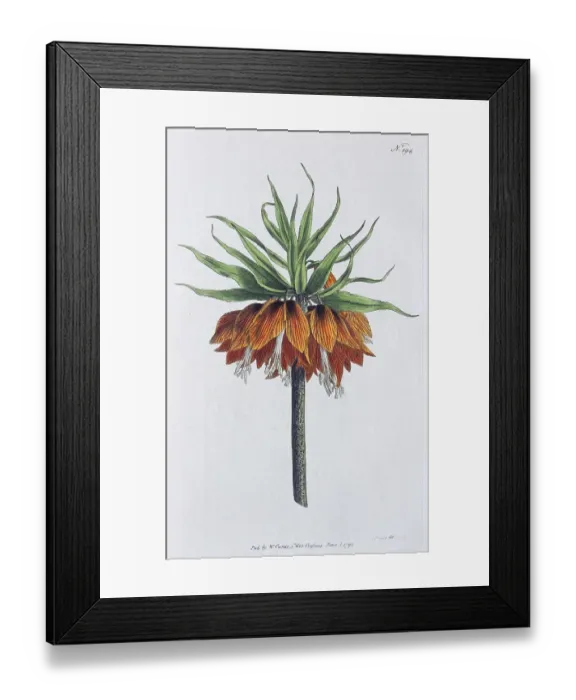 Framed Print : Crown imperial (Fritillaria imperialis) Framed Print : Crown imperial (Fritillaria imperialis)