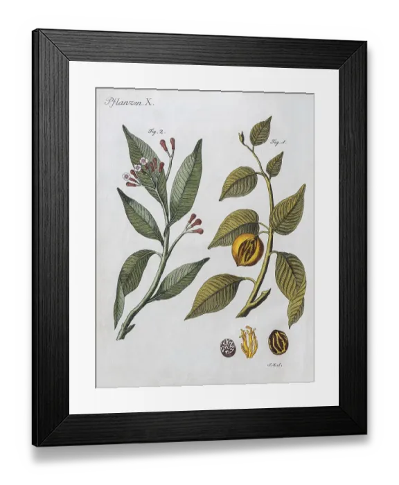 Framed Print : Cloves (Syzygium aromaticum) and nutmeg (Myristica fragrans)
