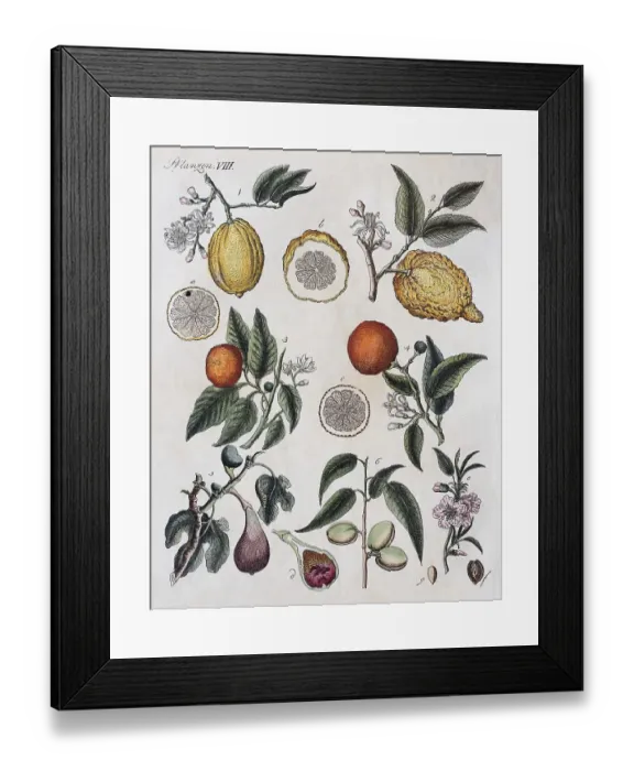 Framed Print : Citruses (Citrus), fig (Ficus carica) and almond (Prunus dulcis) Framed Print : Citruses (Citrus), fig (Ficus carica) and almond (Prunus dulcis)