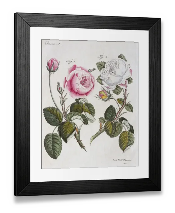 Framed Print : Red and white roses (Rosa centifolia)
