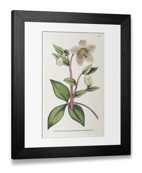 Framed Print : Mallorcan hellebore (Helleborus lividus) Framed Print : Mallorcan hellebore (Helleborus lividus)