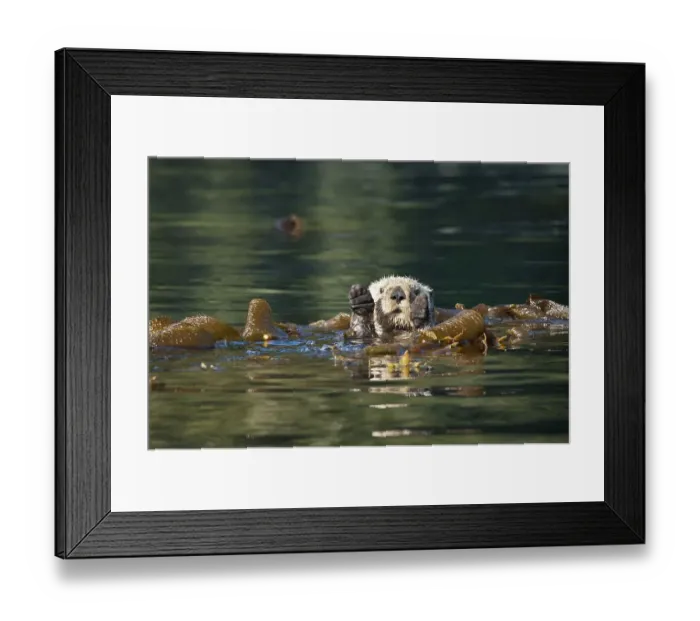 Framed Print : Sea otter (Enhydra lutris), Alaska Framed Print : Sea otter (Enhydra lutris), Alaska