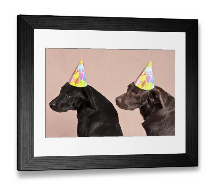 Framed Print : Two Labrador Retrievers wearing party hats
