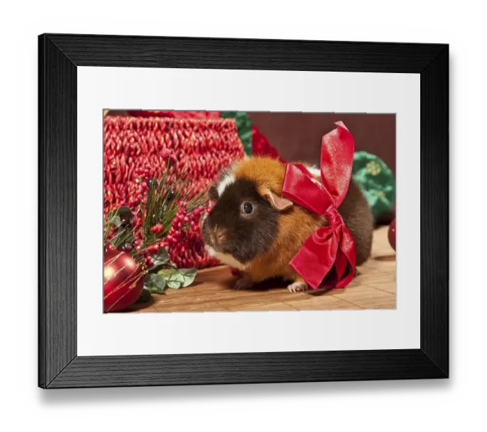Framed Print : US Teddy guinea pig with a red ribbon and Christmas decorations Framed Print : US Teddy guinea pig with a red ribbon and Christmas decorations