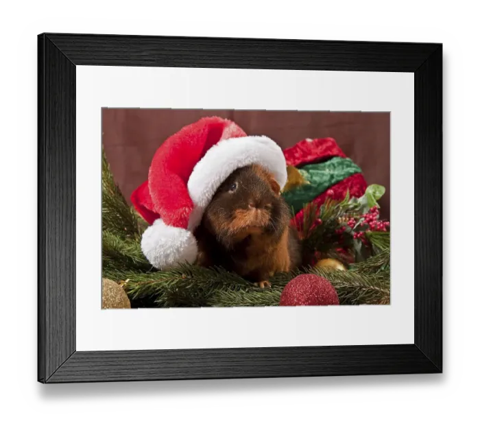 Framed Print : US Teddy guinea pig with Santa Claus hat and Christmas decorations