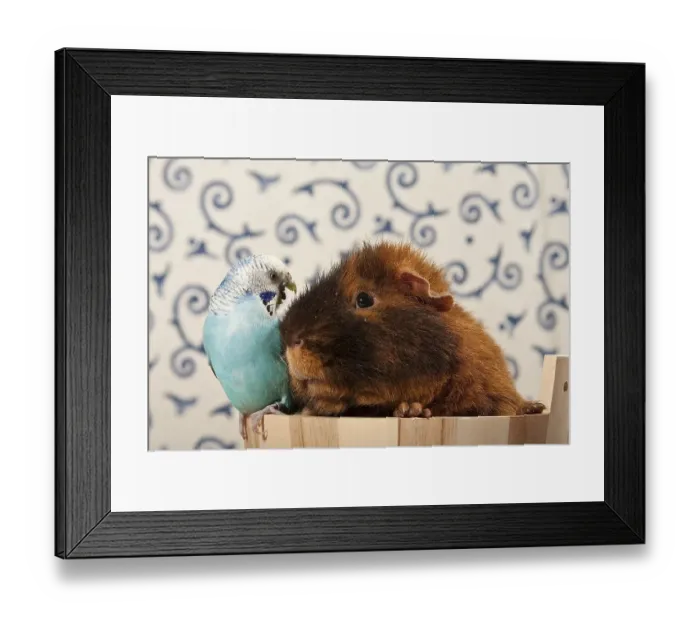 Framed Print : Blue budgerigar, budgie, and US teddy guinea pig in a small tub