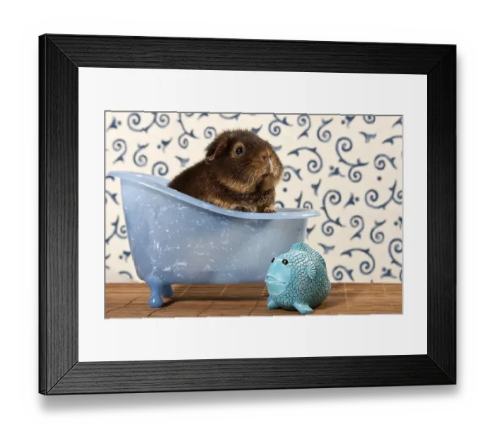 Framed Print : US teddy guinea pig in mini bathtub