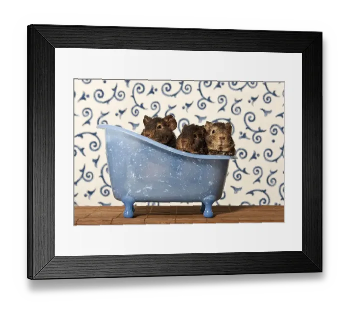 Framed Print : US teddy guinea pig, young animals in a mini bathtub