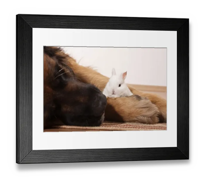 Framed Print : Large Leonberger dog and a young dwarf rabbit