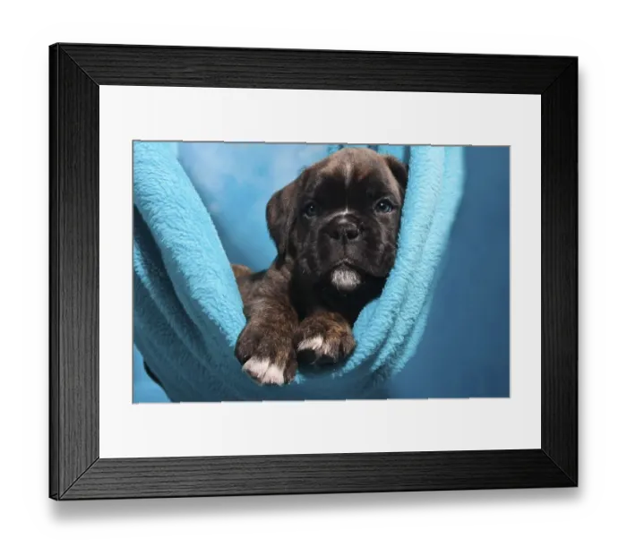 Framed Print : Boxer puppy lying comfortably in a blanket Framed Print : Boxer puppy lying comfortably in a blanket