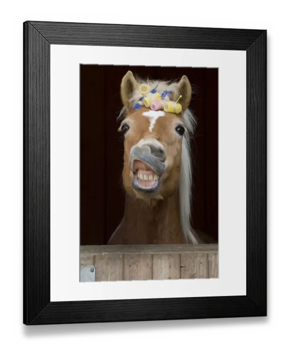 Framed Print : Haflinger mare, sorrel, with curlers