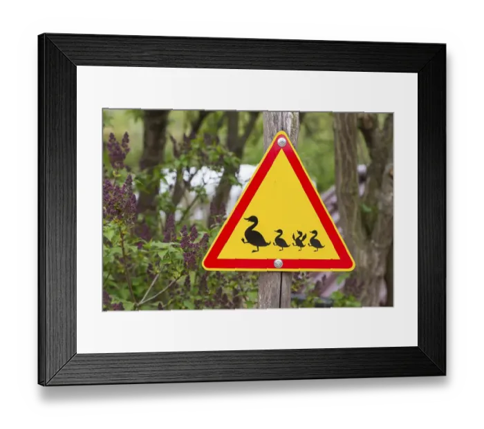 Framed Print : Road sign, Attention duck with pups Framed Print : Road sign, Attention duck with pups