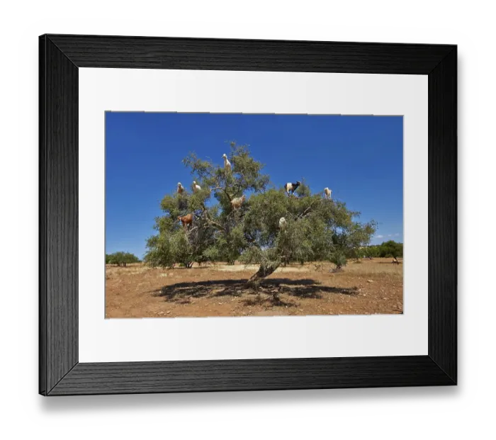 Framed Print : Goats feeding on argan nuts in an argan tree Framed Print : Goats feeding on argan nuts in an argan tree