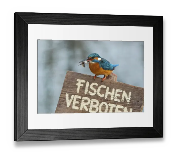 Framed Print : Kingfisher (Alcedo atthis), perched on a German no fishing sign