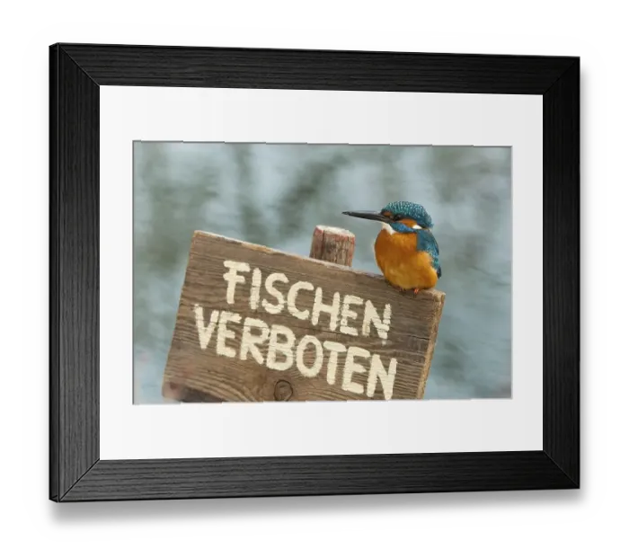 Framed Print : Kingfisher (Alcedo atthis), perched on a German no fishing sign