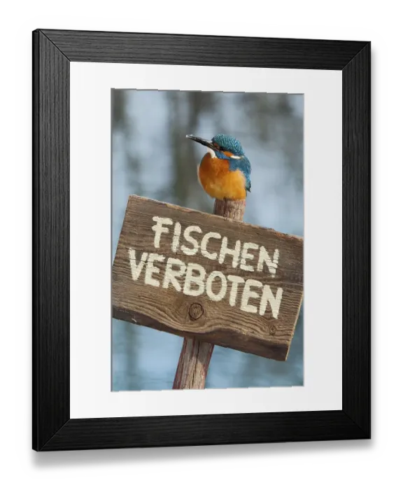 Framed Print : Kingfisher (Alcedo atthis), perched on a German no fishing sign