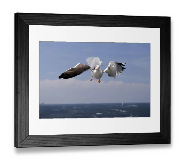 Framed Print : Lesser black-backed gull (Larus fuscus) exempted