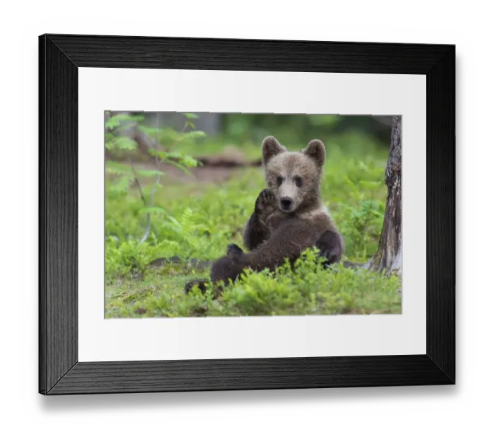 Framed Print : European Brown bear (Ursus arctos) young animal