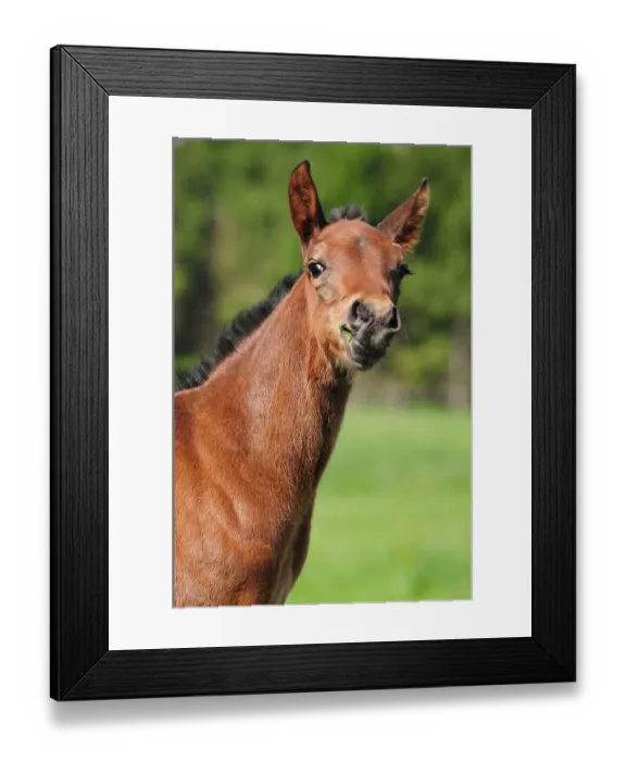 Framed Print : American Quarter Horse, Foal