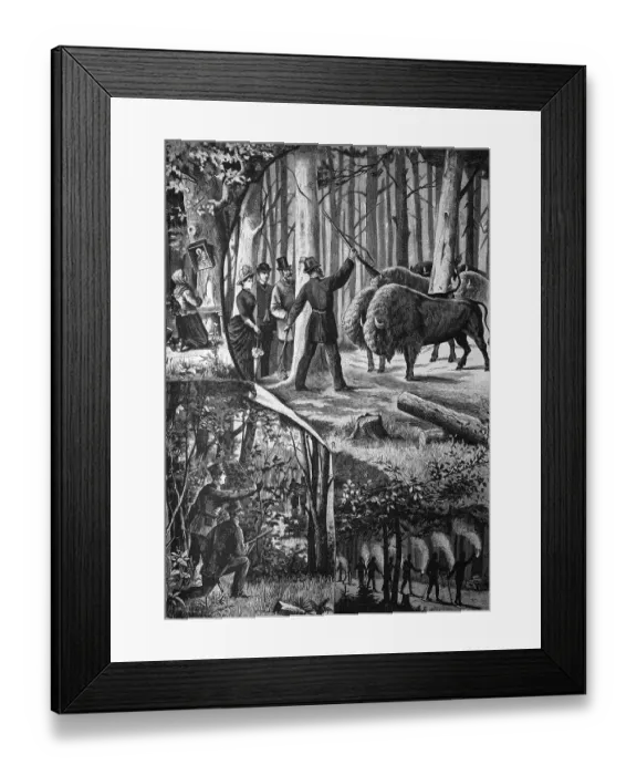 Framed Print : In the forests of Upper Silesia