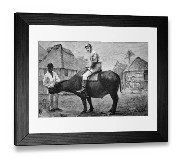 Framed Print : Riding Buffaloes in the Philippines