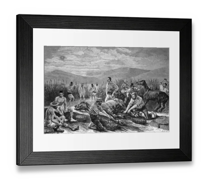 Framed Print : Leech fishing with the help of horses